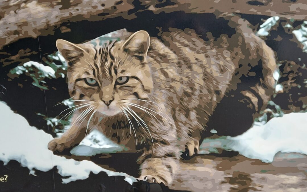 Wildkatzenausstellung mit Unterricht am Stift